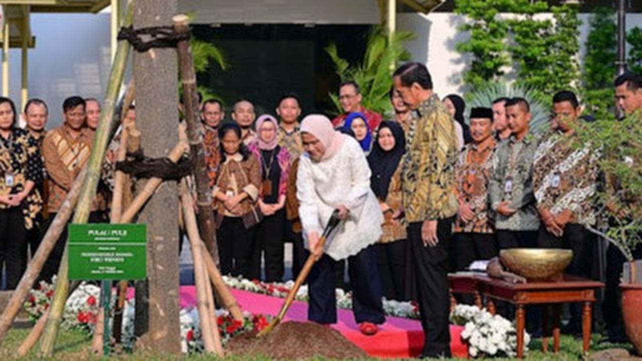 Jokowi Tanam Pohon Pulai di Istana Jakarta Jelang Pensiun, Ini Maknanya