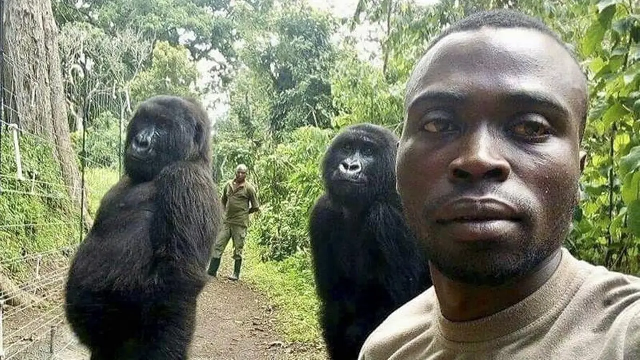 Swafoto Ndakasi, kiri, dan Ndeze, tengah, di Senkwekwe Center for Orphaned Mountain Gorila di Taman Nasional Virunga, Kongo timur, Kamis , 18 April 2019 (AP Photo)