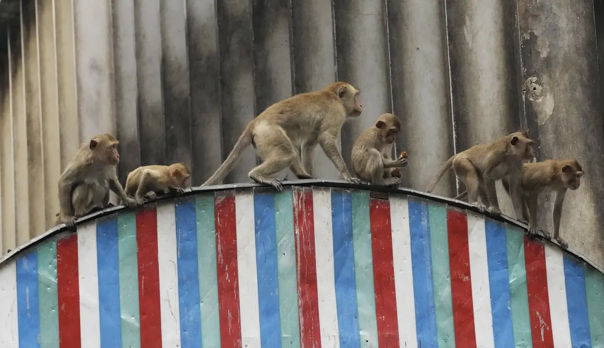 Tahap pertama dari rencana tersebut, yang diluncurkan pada hari Jumat, adalah memberi umpan pada kandang-kandang dengan makanan kesukaan hewan-hewan tersebut, lalu menunggu rasa lapar untuk mendapatkan kewaspadaan alami mereka. (AP Photo/Sakchai Lalit)