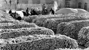 Sejumlah pekerja selama panen jagung di provinsi Shanxi Cina pada 2 Januari 1974. (AFP Photo)