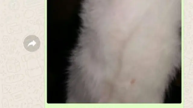 chat keluarga