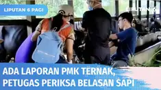 Sebanyak 17 ekor sapi diperiksa Petugas Dinas Perkebunan dan Peternakan Kabupaten Sanggau, menyusul adanya laporan sapi bergejala PMK. Meski bergejala, petugas akan memastikan dengan hasil pemeriksaan laboratorium.