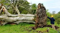 Sejumlah kerangka manusia dari abad pertengahan muncul lagi ke permukaan tanah setelah sebuah pohon tumbang.