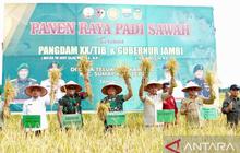 Fakta Unik: Kemanunggalan TNI Rakyat Panen Padi Jambi di Tebo, Bukti Nyata Swasembada Pangan Nasional