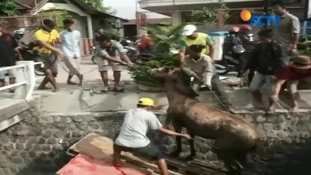 Diduga kaget mendengar klakson truk, seekor kuda terjun ke selokan. Proses evakuasi berlangsung dramatis.