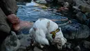 Seekor anjing terlihat saat dua pria menikmati pemandian air panas alami Sungai Cidaco dengan suhu 52 Celcius selama pagi musim dingin di desa kecil Arnedillo, Spanyol utara, 29 Desember 2018. (AP Photo/Alvaro Barrientos)