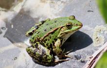 7 Jenis Katak Pemangsa Tikus Kecil yang Bermanfaat bagi Petani di Lahan Basah