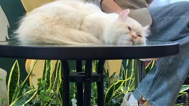 Bihun Tidur