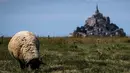 Seekor domba memakan rumput di ladang di depan Mont-Saint-Michel di Normandia, Prancis barat laut (31/8/2019). Mont Saint Michel memiliki keliling sekitar 960 meter dengan ketinggian 92 meter dari permukaan laut. (AFP Photo/Joel Saget)