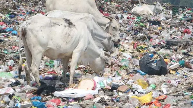 Sapi pemakan sampah