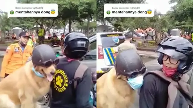 Seekor anjing taat protokol kesehatan saat pemiliknya memakaikan masker padanya.