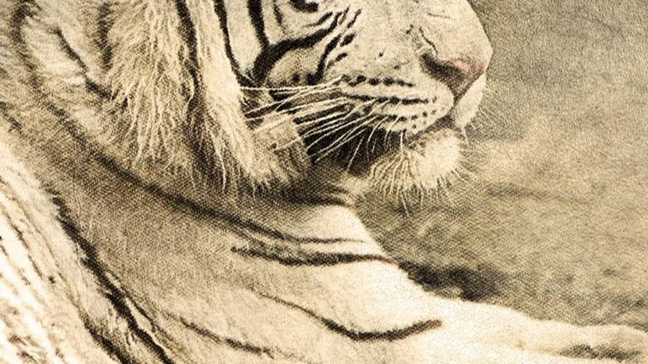 Kisah Macan Tutul Terakhir di Jakarta, Ditembak Pak Camat usai Serang Warga Kampung karena Kelaparan