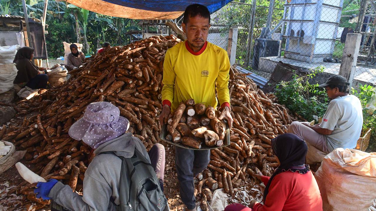 Dari Bogor Singkong Lokal Menembus Pasar Dunia