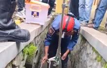 Bikin Merinding, Puluhan Ular Sanca Bersarang di Gorong-Gorong Depan Dinas Pariwisata Kabupaten Sukabumi
