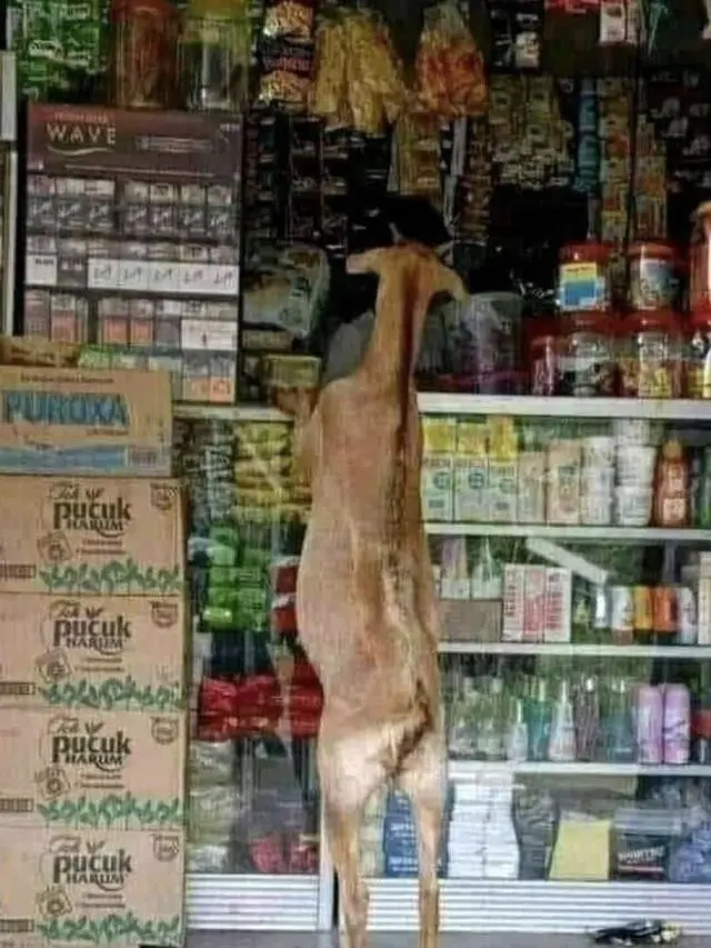 9 Aksi Kambing Bertingkah Layaknya Manusia Ini Nyeleneh Banget