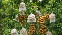 Cara Berongsong Buah Duku Agar Tidak Kena Hama dan Hasil Panen Optimal