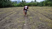 Seorang petani di Desa Potoya, Sigi sedang menanam bibit jagung sebagai pengganti padi sawah yang tidak bisa digarap karena krisis air, Minggu (29/11/2020). (Foto:Liputan6.com/ Heri Susanto).