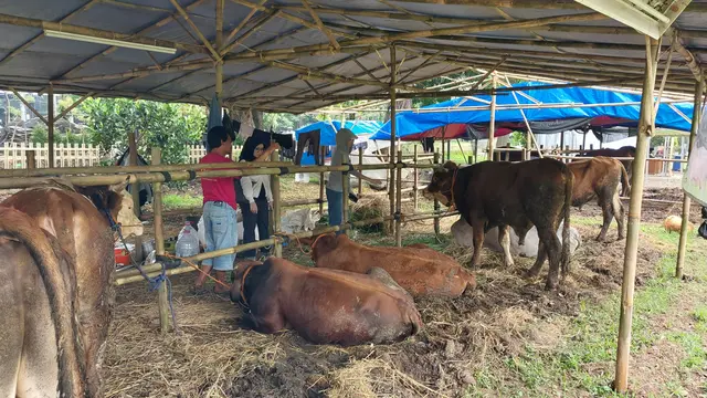 Bursa Hewan Qurban (BHQ), Kota Bogor, Jawa Barat. (Foto: Liputan6.com/Arief RH)