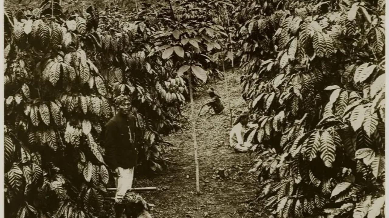 Tahun 1707, VOC membagikan bibit kopi kepada para bupati di Priangan. Dimulailah sejarah penanaman kopi di Nusantara. Tak semua berhasil. Namun di dataran tinggi kopi berkembang dengan baik.