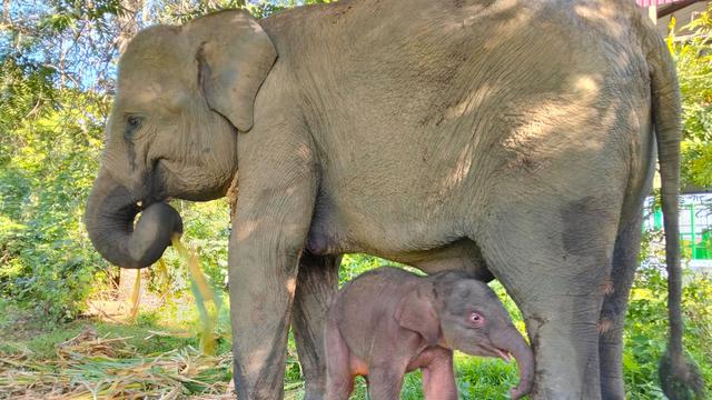 Deretan Potret Bayi Gajah Sumatera Betina yang Baru Lahir di Way Kambas, Beratnya 64 Kilogram