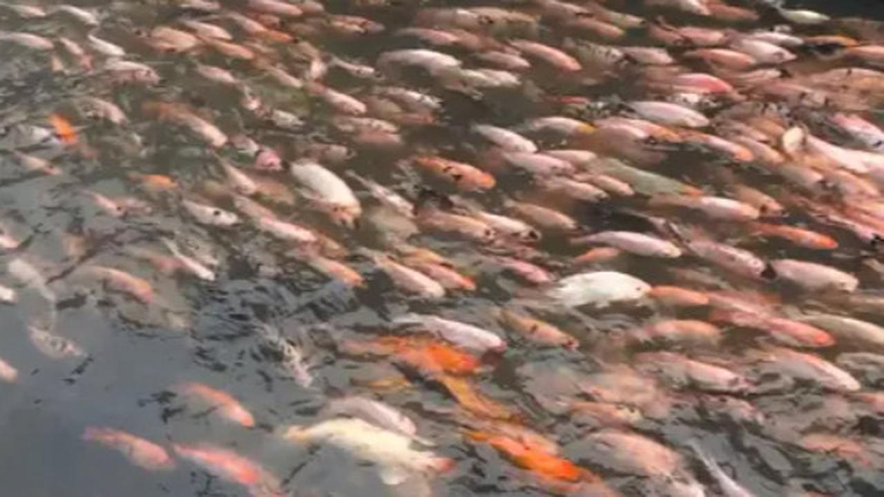 Potret Transformasi Saluran Air di Banyuwangi, Dulu Kotor Penuh Sampah Kini Jadi Tempat Budi Daya Ikan