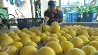 Petani binaan Ewindo menata melon premium Stella F1 di Teluk Naga, Tangerang, Kamis (20/4). Dengan teknik budidaya tanaman hortikultura berkualitas tinggi, melon tersebut dapat mengakses pasar-pasar modern di Ibu Kota. (Liputan6.com/Helmi Afandi)