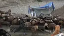 Pedagang memajang hewan ternak yang dijual jelang Hari Raya Idul Adha di Kabul, Afghanistan, Senin (27/7/2020). Idul Adha memperingati kisah Nabi Ibrahim atas kesediaan untuk mengorbankan putranya sebagai kepatuhan kepada Tuhan. (AP Photo/Rahmat Gul)