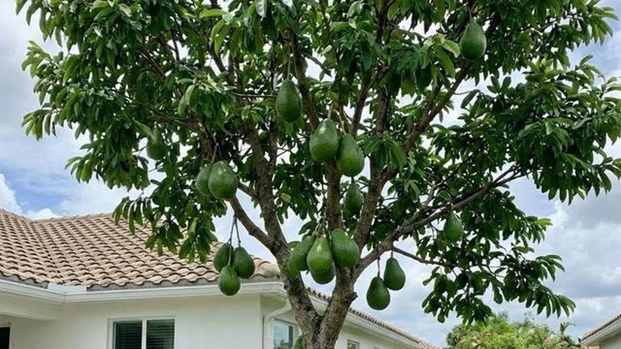 Buah Apa yang Sekaligus Bisa Jadi Peneduh Depan Rumah? Ini 7 Rekomendasinya