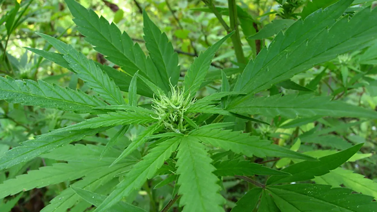Pro dan Kontra Ganja di Dunia Medis