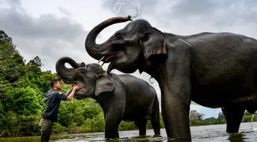 Mahout memandikan gajah Sumatera betina pada Hari Gajah Sedunia di Conservation Response Unit, Sampoiniet, Kabupaten Aceh Jaya, Provinsi Aceh, Rabu (12/8/2020). (CHAIDEER MAHYUDDIN/AFP)