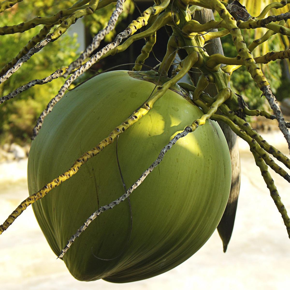 ilustrasi buah kelapa