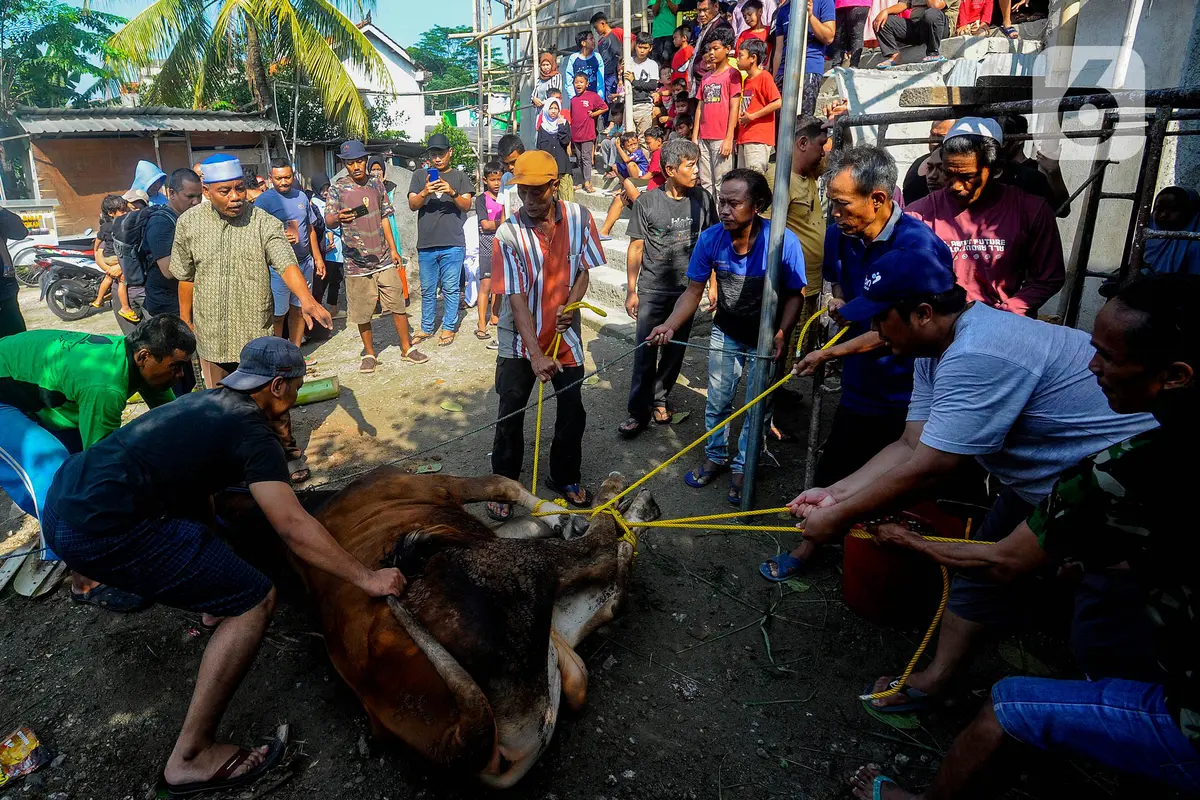 Pemotongan Hewan Kurban Idul Adha 1444 H di Depok