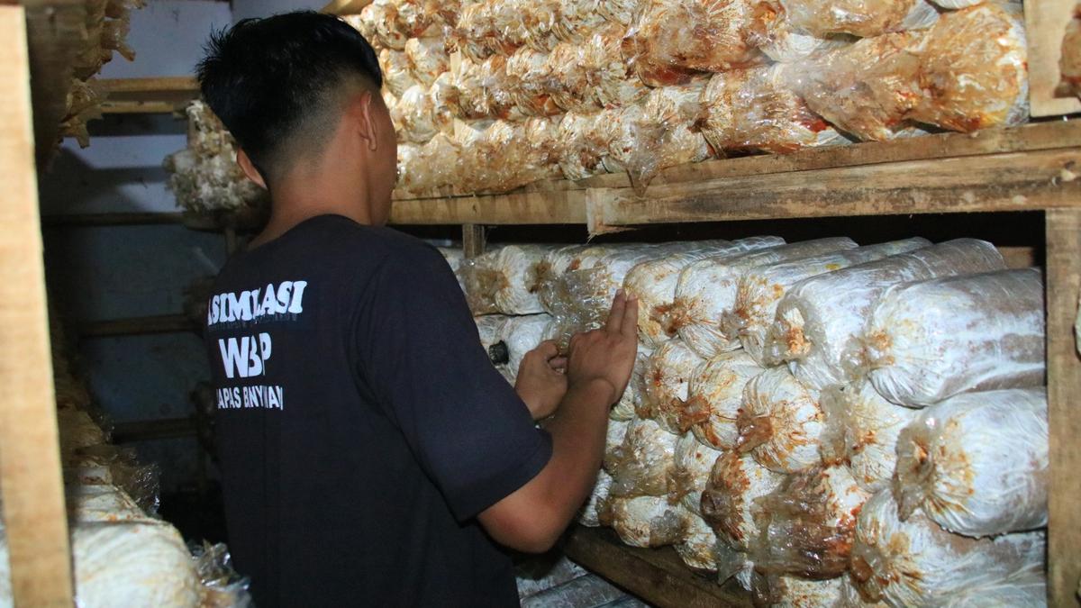 Warga Binaan Lapas Banyuwangi Dilatih Budidaya Jamur Tiram, Jadi Bekal Saat Bebas Surabaya