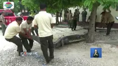 Seekor buaya yang menerkam bocah berusia 12 tahun di Kupang, NTT, berhasil ditangkap dan dievakuasi ke BKSDA, Nusa Tenggara Timur.