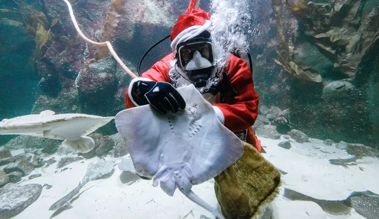 Aksi Chief fishkeeper, Timo Kaminski menyelam mengenakan kostum sinterklas untuk memberi makan ikan di akuarium Multimar Wattforum di Toenning, utara Jerman, Selasa (4/12). Aksi tersebut untuk memeriahkan perayaan Natal. (MARKUS SCHOLZ / DPA / AFP)