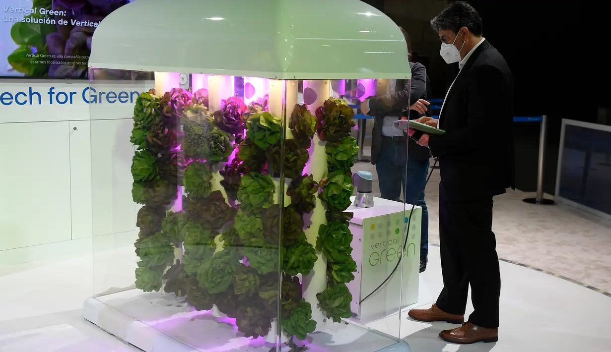 Seorang pria melihat kebun hijau vertikal di pameran Mobile World Congress (MWC) di Barcelona (28/6/2021). MWC 2021 berlangsung mulai 28 Juni sampai 1 Juli secara virtual, dan offline. (AFP/Pau Barrena)