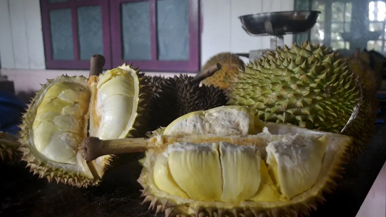 Durian lokal khas Banyumas. (Liputan6.com/Muhamad Ridlo)