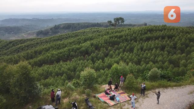 Kawasan Hutan Tanaman Industri
