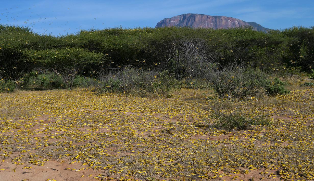 Kawanan belalang gurun memenuhi tanah di Desa Lerata dekat Archer Post, Kabupaten Samburu, Kenya, Rabu (22/1/2020). Belalang gurun ini merupakan bagian dari jenis belalang yang membahayakan tanaman. (TONY KARUMBA/AFP)