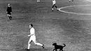 Seekor anjing liar berlari ke lapangan di Vina del Mar, Chili, saat pertandingan perempat final Piala Dunia Inggris melawan Brasil (istimewa)