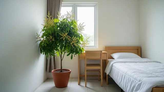 tanaman buah dalam pot untuk kamar kos biar adem alami