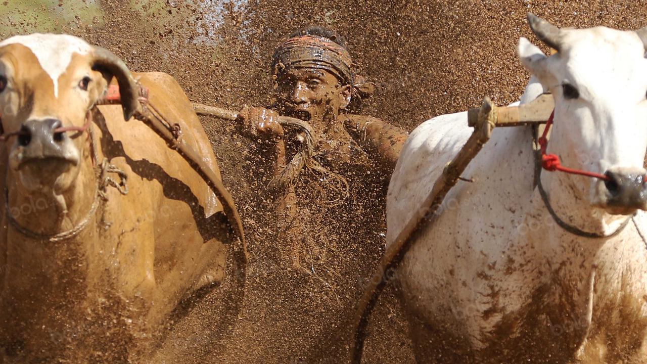 Olahraga Rakyat : Aksi Memukau Pengendara Pacu Jawi