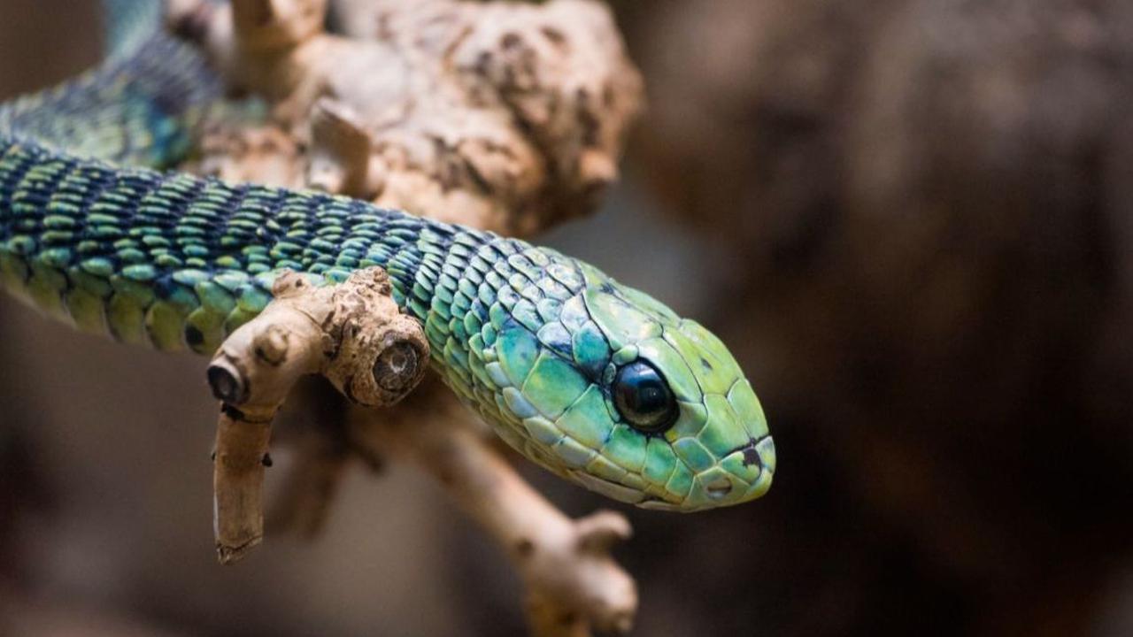 3. Boomslang