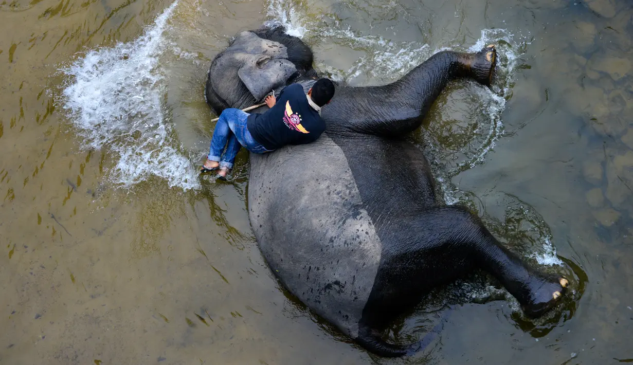 Pawang memandikan gajah Sumatera di sungai di Koridor Satwa Trumon, Kawasan Ekosistem Leuser, Aceh Selatan pada 15 April 2019. Ekosistem Leuser ini merupakan rumah bagi 105 spesies mamalia, 382 spesies burung, dan setidaknya 95 spesies reptil dan amfibi. (CHAIDEER MAHYUDDIN / AFP)