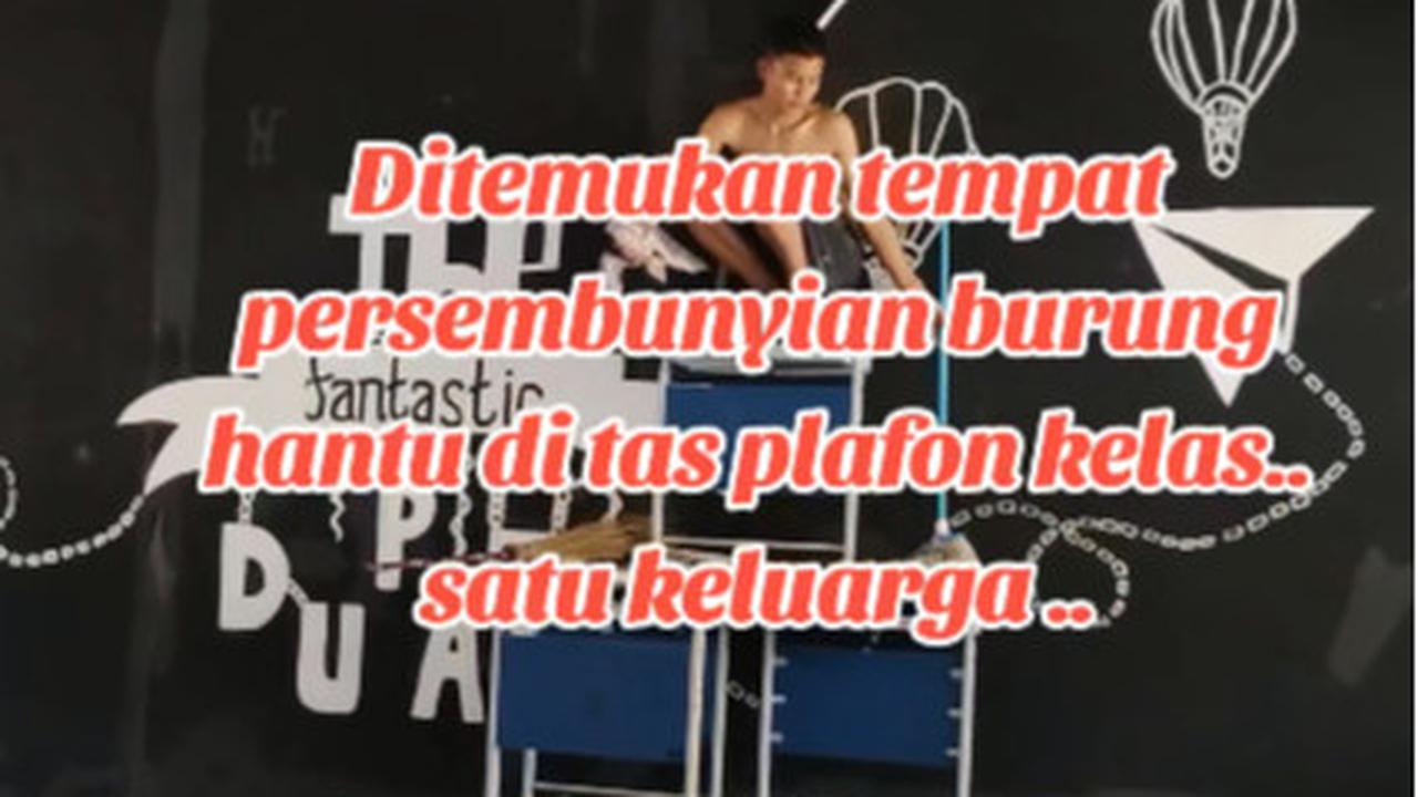 Viral Penemuan 10 Ekor Burung Hantu di Atap Kelas, Curi Perhatian