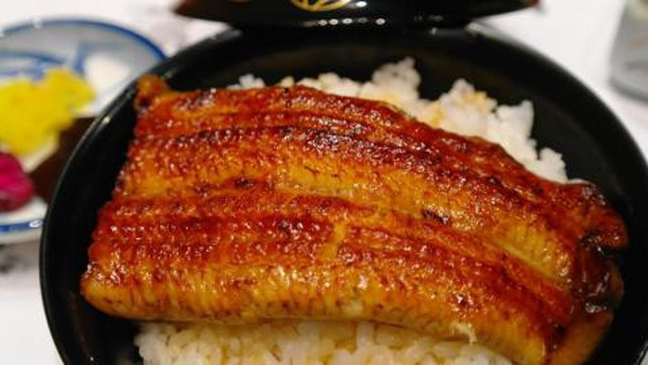 Terancam punah, Jepang larang warganya makan belut