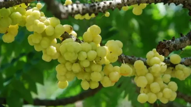 Pohon Buah yang Cocok untuk Halaman yang Sering Kebanjiran