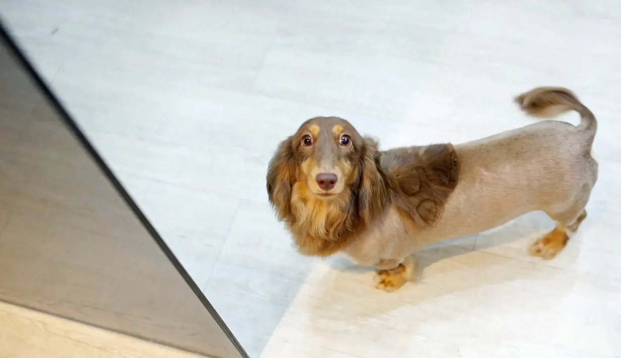 Seekor anjing setelah dipotong bulunya di salon hewan, Tainan , Taiwan, (19/6). Anjing semakin lucu dan imut setelah dipotong bulu sesuai kemauan si pemilik hewan. (REUTERS / Tyrone Siu)