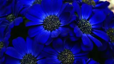 Bunga Berwarna Biru Alami Super Cantik Dan Mengagumkan Fashion Fimela Com