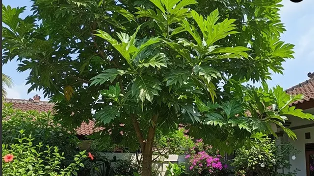 Jenis Pohon Buah yang Tidak Mengundang Kelelawar (AI Generated)